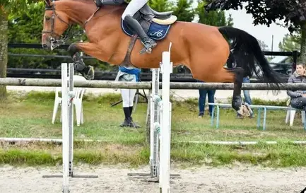 paddocks chevaux Jugon-les-Lacs-Commune-Nouvelle-3