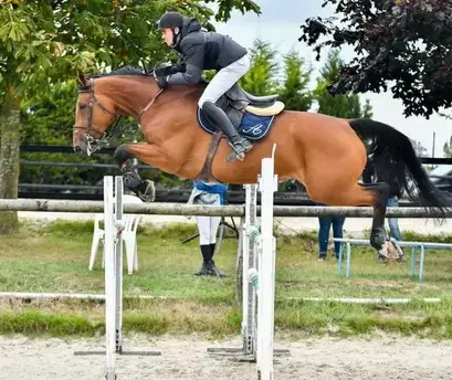 paddocks chevaux Saint-Brieuc-3