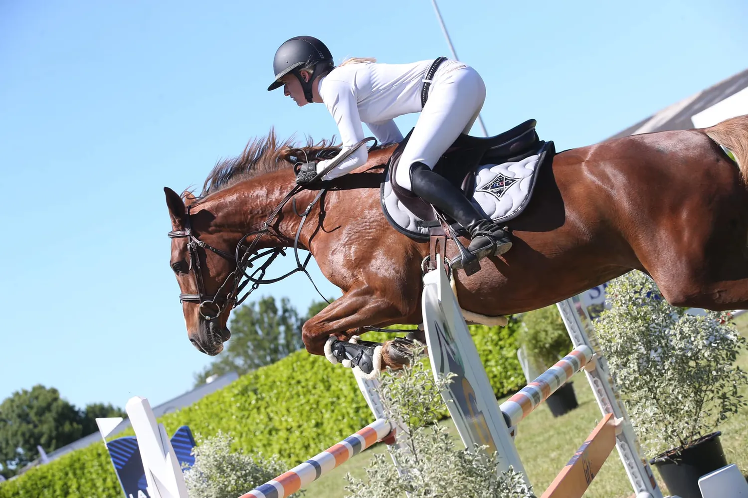 pension chevaux jugon les lacs commune nouvelle