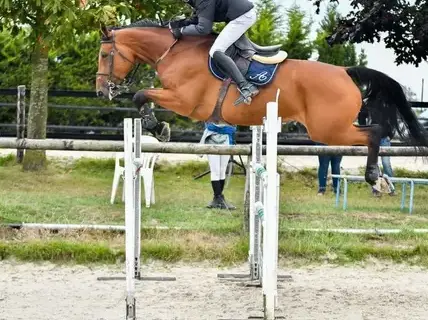 pension chevaux Saint-Brieuc-2