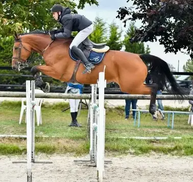 valorisation chevaux Dinard-2