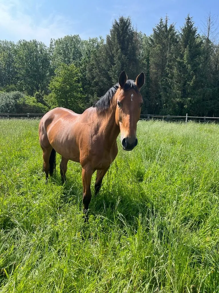 Paddocks d'été (fermé l'hiver)